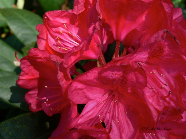 Bois des Moutiers (283) Mai 2012